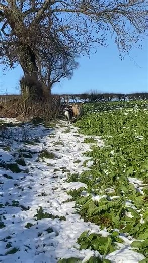 Big Max is also known as Super Max in Paws circles, because he’s such a Superstar. Today he demonstrated that perfectly when he alerted his human Dad, (using full on Lassie techniques), to a sheep stuck in the bushes. Shaun came to the rescue and helped Max’s new buddy out. Unfortunately Max’s new buddy, (now christened Shaun’s Sheep), can’t join us on Paws adventures, because some of his buddies aren’t as understanding. You enjoy your one on one time Super Max. You’re an awesome Superstar and w