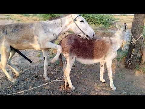 Donkey breeding video