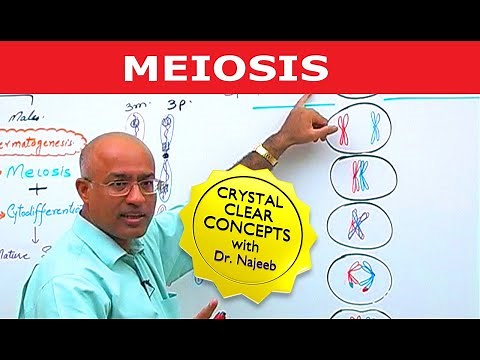 Meiosis | Dr Najeeb