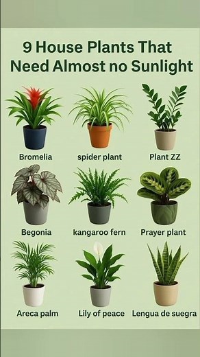 9 House Plants That Thrive Without Sunlight 🌱 | Low Light Indoor Plants