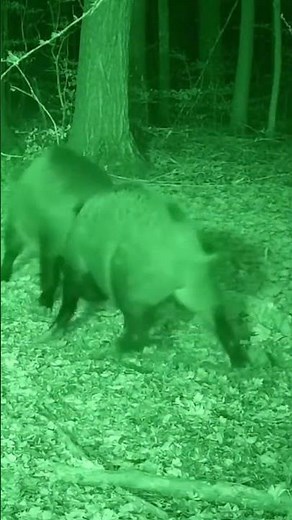 Night-vision. Two large wild boars engaging in an intense territorial fight.