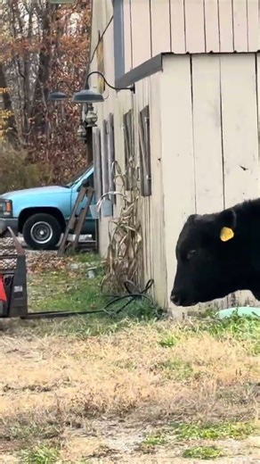 The fence didn't stand a chance #farmlife #fail #shorts