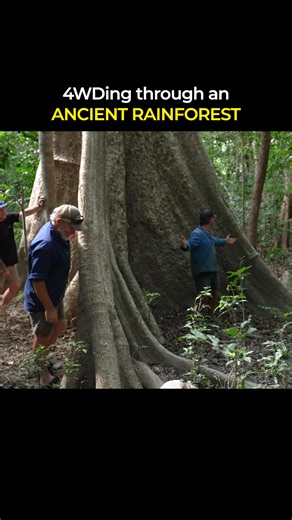 20K views · 335 reactions | 4WDing through an ANCIENT rainforest! A side of Cape York not many get to see  - #4x4 #offroad #capeyork #ancientforest #explore | 4WD 24/7 | Facebook