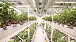 Desert Hot Springs reduces cannabis cultivation tax, which was among the highest in SoCal