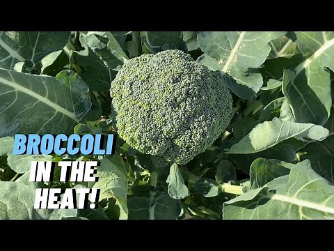 HOW TO GROW BROCCOLI - The Steps Every Gardener Needs to Know