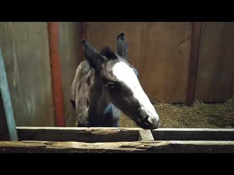 【人間が育てた子馬の記録】生後一週間の重種の子馬
