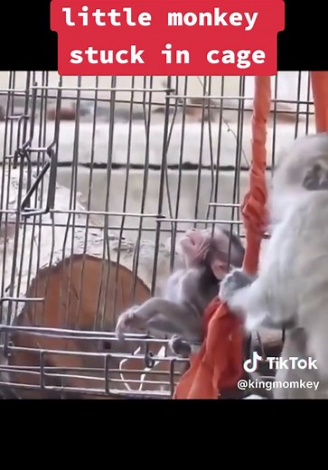 Rescuing a Baby Monkey Stuck in a Cage