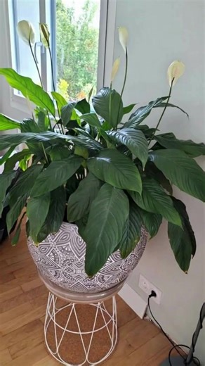 Simple Steps to Amplify Your Peace Lily’s Flower Power | The Perfect Garden