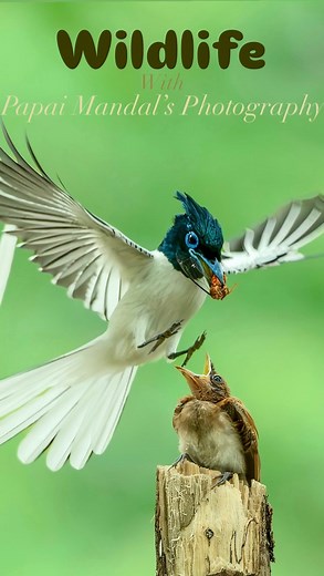 240 reactions · 18 shares | ipfc ️ Nikon_D500 with 200_500mm_vr_lens...