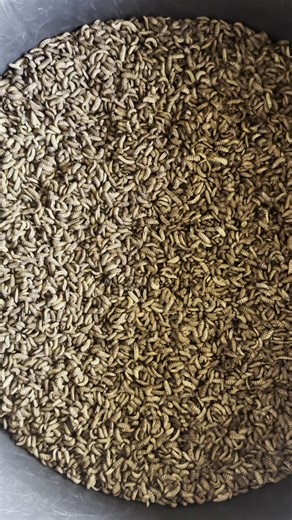 Bempet Organic Farm on Instagram: "Maggot farming is the future of sustainable farming practice"