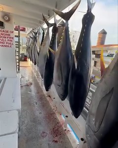 September 7-8 36 Hour trip 26 people on board 36 Yellowfin Tuna 311 Blackfin Tuna 301 Vermillion Snapper 3 Scamp Grouper 1 Marbled Grouper 11 Almaco Jacks $425 per person (409)762-8808 https://fareharbor.com/embeds/book/charterfishinggalveston/items/13470/calendar/2023/12/?ref=https://charterfishinggalveston.com&g4=yes | Williams Party Boats