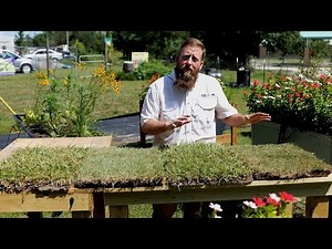 Get It Growing: Choosing the right turfgrass for your lawn