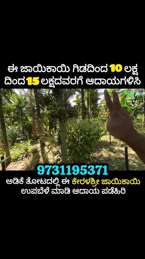 175K views · 1.2K reactions | ಈ ಜಾಯಿಕಾಯಿ ಗಿಡದಿಂದ 10 ಲಕ್ಷ ದಿಂದ 15 ಲಕ್ಷದವರಗೆ ಆದಾಯಗಳಿಸಿ | Touch with Anil | Facebook