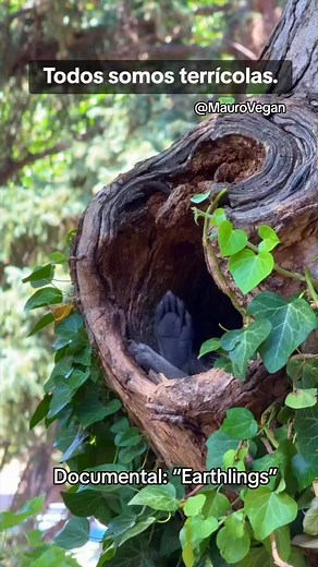 239K views · 14K reactions | Documental: “Earthlings” Disponible en Youtube. . #documentary #earthlings #dominion #animals #terricolas #veganismo #fypシ゚viralシfypシ゚ #reelsvideoシ #reelsviralシ #fypシ゚viralシ #reelsviralシfb #videoviralシ #reelsfbシ #fypviralシ #viralreelsfacebook #fypシ #documental | Mauro Hernández | Facebook