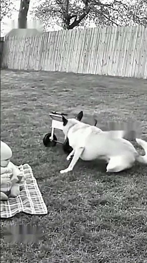 CCTV Shows Dog’s Brave Move — Saved Baby from Rolling Toy Disaster! 🐾
