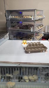 Cackle hatchery at 411 West commercial street Lebanon MO 65536 #cacklehatchery #hatching #farmlife #chicken #quail #duck | Cackle Hatchery
