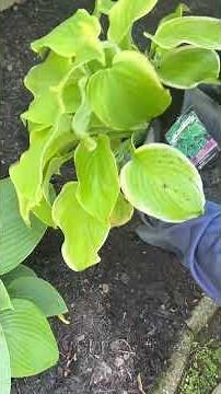 No Fuss Hosta Planting 🌱 #gardening #diy #tutorial