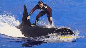 Killer whale trainers blow the whistle on SeaWorld