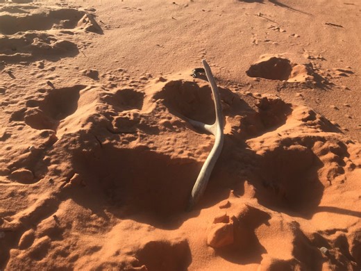 Utah DWR's shed hunting ethics course for 2026