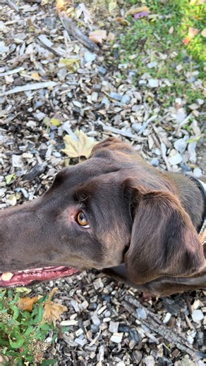 Cute Dog Products for Black Friday Deals