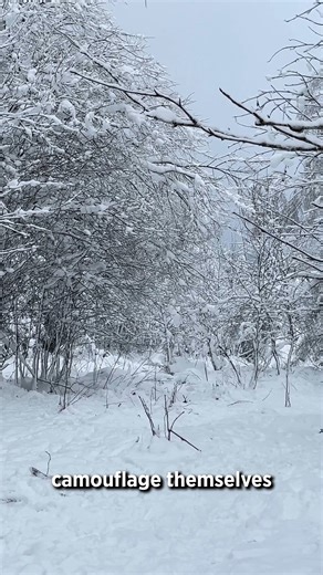 7.9K views · 77 reactions | It's Wildlife Wednesday! Montana’s critters are switching into their winter wardrobe! From thicker coats to full color changes, all to stay warm and hidden in the snow. Nature’s makeover season has officially begun!️❄️ | Montana Fish, Wildlife & Parks | Facebook