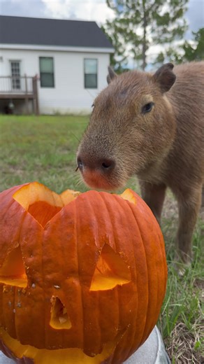 What makes capybara chewing so satisfying and peaceful