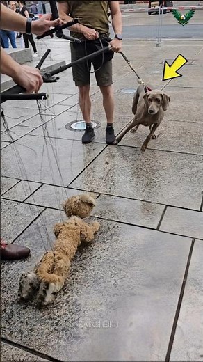 Dog Puppet Tricks Both Dogs and Kids!