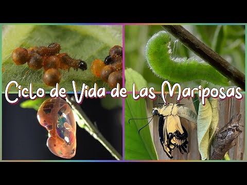 Ciclo De Vida De Las Mariposas Explicado Para Niños
