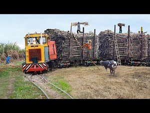 The Extreme Process of Transporting Sugarcane on Dangerous Train Tracks