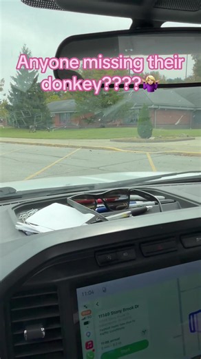 Anyone Missing Their Donkey in Indianapolis? 🤷🏼‍♀️