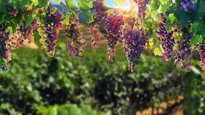 3.6K views · 256 reactions | DAILY PROPHETIC UTTERANCE "SLEEP IN PEACE" PASTOR ROBERT CLANCY JOIN US TOMORROW FOR THE 4 DAY FASTING PROGRAM 28TH-31ST OF OCTOBER https://www.repentancerevival.com/single-post/4-days-of-fasting-praying-thursday-28th-sunday-31st-of-october-2021 | Repentance Revival - Pastor Robert Clancy | Facebook