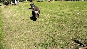 1.4K views · 173 reactions | Fenugreek chasing his ladies Olive & Rue...