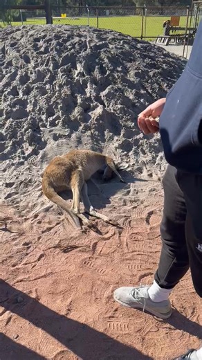 Park Guide explaining the different types of kangaroos and how they get them! #kangaroos #animals #australia #perth | Larry Williams