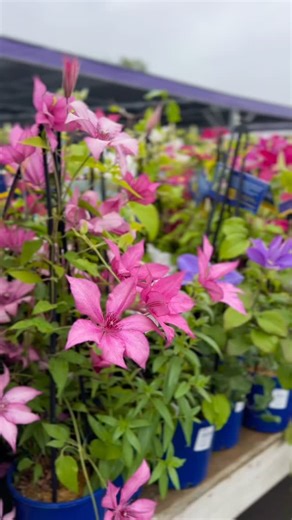 Don’t be like me. Clematis flew totally under my radar for the LONGEST time… but once you plant one, you GET IT! These flowering vines take a year or so to really get established, but then BAM! Blooms galore! Grow them on structures, fences or trellises for early summer flowers every year. 😍 | Terra - Where Colour Lives