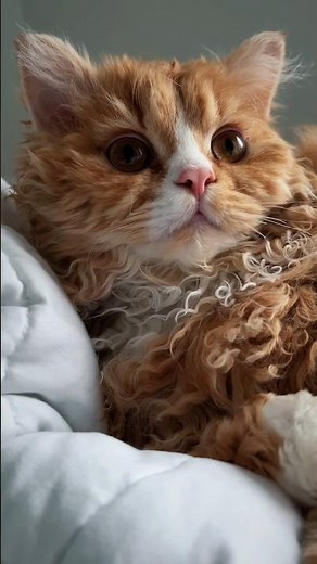 The World's Curliest Cat? 🌀 Meet the Selkirk Rex! #cutecat