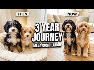 Epic Cavapoo Puppy Mega Compilation: 3 Years