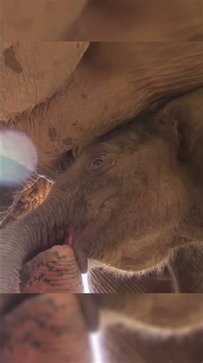 Aunties vs Baby Elephant! 😂🍼 #babyelephant #cuteanimals #animals #animalintelligence