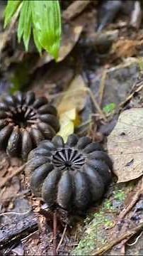 Sandbox Tree #sciencefacts #scienceknowledge #science #facts #knowledge