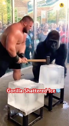 Hammer Fails Ice Block While Gorilla Shatters It With One Hand #subscribe #shorts