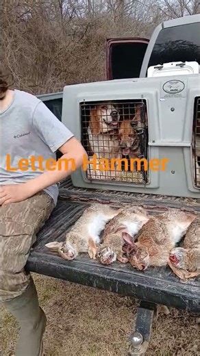 killing rabbits with beagles !!!