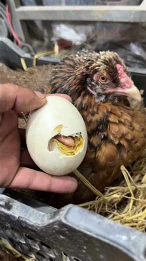 Young hen about to hatch swan egg