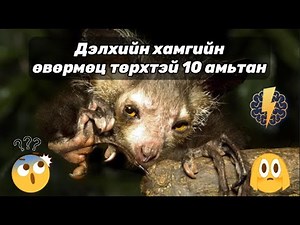 Дэлхийн хамгийн өвөрмөц төрхтэй 10 амьтан