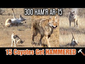 15 Coyotes Down 300 HAM'R AR-15 ( Epic Daytime Coyote Hunting ) | ARO News