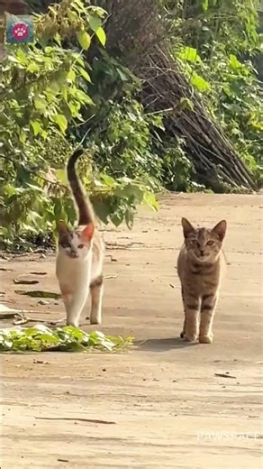 Two adorable cats#cat #cutecats