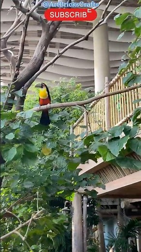 Colorful Tropical Birds 🐦🌴 | SeaWorld Abu Dhabi | Yas Island #Shorts #ytshorts #shortsfeed