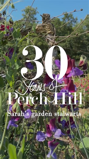 Sarah’s garden stalwarts: sweet peas Sweet peas have been grown at Perch Hill for over 30 years. There are many reasons as to why you should have them. “Number one reason, is the scent. and They also have this really nostalgic thing, where they are kind of old fashioned, but in a modern way.” says Sarah You can sow sweet pea seeds from January 1st, where it’s a quiet time of year and you are then doing something really positive, and they’re so easy to grow. The more you pick, the more they flowe