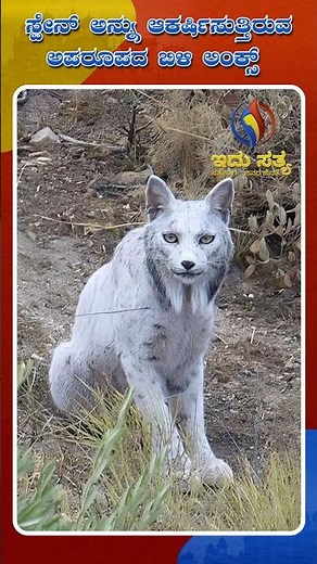 World’s First White Iberian Lynx Spotted in Spain.
