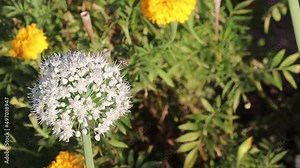a fly sitting on an onion flower