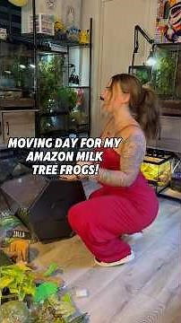 MOVING MY AMAZON MILK TREE FROGS INTO NEW ENCLOSURE🐸🙌🏼