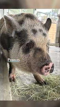 How PETA Helped Transform Lives in 2024